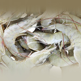 Sera Koi Royal Mini Fish Food 1000 ml – Emaratshop
